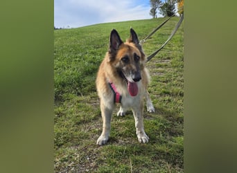 Griff sucht ein liebevolles