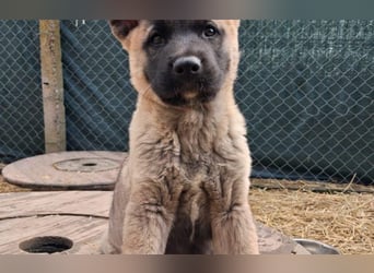 Schäferhund Mix Orlando
