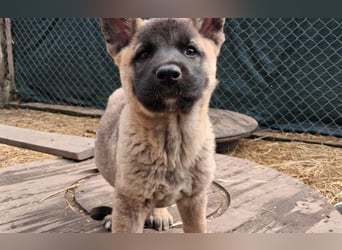 Schäferhund Mix Orlando