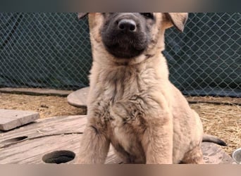Schäferhund Mix Olana
