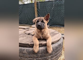 Schäferhund Mix Odini