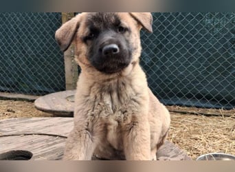 Schäferhund Mix Olana