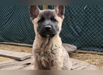 Schäferhund Mix Orlando