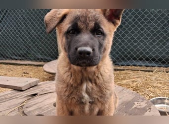 Schäferhund Mix Odini