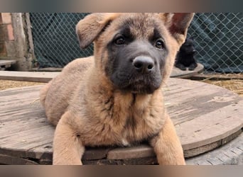 Schäferhund Mix Odini