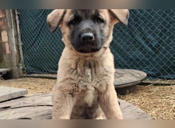 Schäferhund Mix Olana