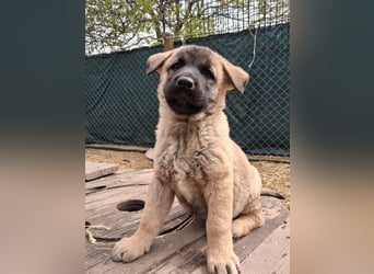 Schäferhund Mix Olana