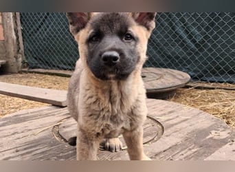 Schäferhund Mix Orlando
