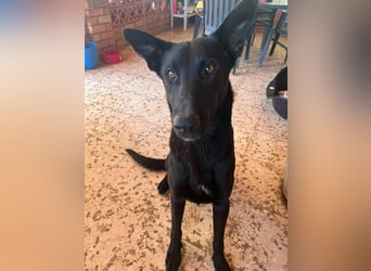 Elwood