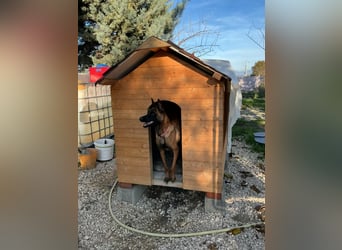 Malinoishündin Daisy