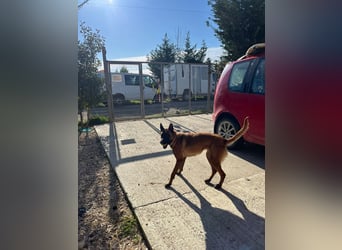 Malinoishündin Daisy