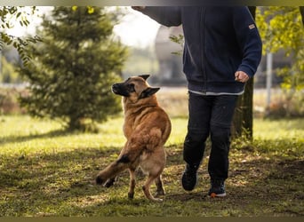 TARIK - ein Muss für alle Schäferhund-Fans!