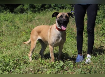 LUNA - die kluge, lernwillige und aufgeschlossene Hündin sucht ein tolles Für-Immer Zuhause