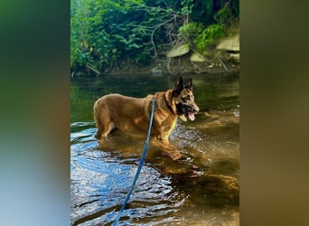 DORA - wer möchte der aktiven Seniorin viel Zeit und Liebe schenken?