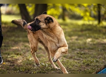 TARIK - ein Muss für alle Schäferhund-Fans!