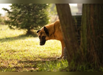 TARIK - ein Muss für alle Schäferhund-Fans!