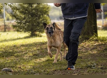 TARIK - ein Muss für alle Schäferhund-Fans!