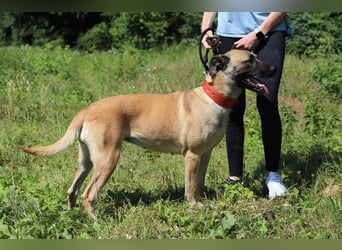 LUNA - die kluge, lernwillige und aufgeschlossene Hündin sucht ein tolles Für-Immer Zuhause LUNA - die kluge, lernwillige und aufgeschlossene Hündin sucht ein tolles Für-Immer Zuhause