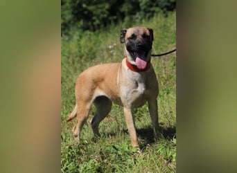 LUNA - die kluge, lernwillige und aufgeschlossene Hündin sucht ein tolles Für-Immer Zuhause