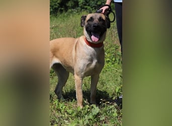 LUNA - die kluge, lernwillige und aufgeschlossene Hündin sucht ein tolles Für-Immer Zuhause LUNA - die kluge, lernwillige und aufgeschlossene Hündin sucht ein tolles Für-Immer Zuhause