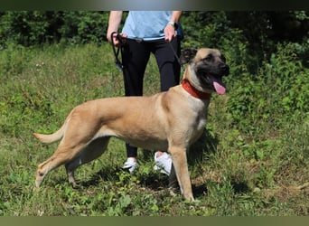 LUNA - die kluge, lernwillige und aufgeschlossene Hündin sucht ein tolles Für-Immer Zuhause