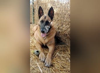 DORA - wer möchte der aktiven Seniorin viel Zeit und Liebe schenken?