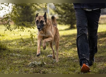 TARIK - ein Muss für alle Schäferhund-Fans!
