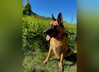 DORA - wer möchte der aktiven Seniorin viel Zeit und Liebe schenken?