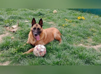 DORA - wer möchte der aktiven Seniorin viel Zeit und Liebe schenken?