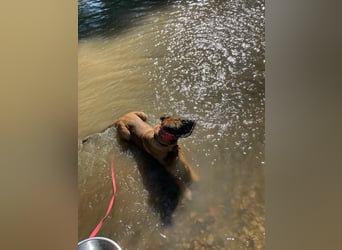 Zuhause für Akira gesucht - eine treue, sensible Gefährtin