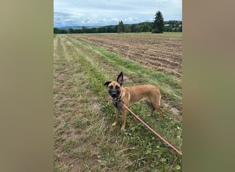 Zuhause für Akira gesucht - eine treue, sensible Gefährtin