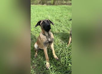 Zuhause für Akira gesucht - eine treue, sensible Gefährtin