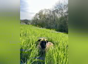 Zuhause für Akira gesucht - eine treue, sensible Gefährtin