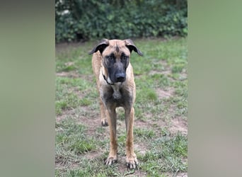 Zuhause für Akira gesucht - eine treue, sensible Gefährtin