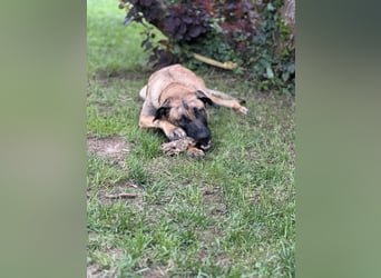 Zuhause für Akira gesucht - eine treue, sensible Gefährtin