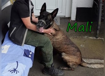 Mali geb 03/2021 (in Deutschland) - X-Herder/Malinois sucht erfahrene Menschen mit Herz und Verstand