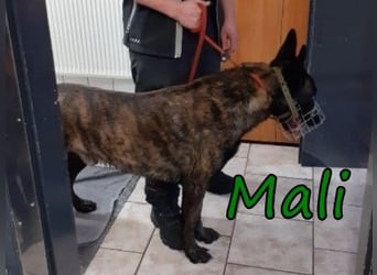 Mali geb 03/2021 (in Deutschland) - X-Herder/Malinois sucht erfahrene Menschen mit Herz und Verstand