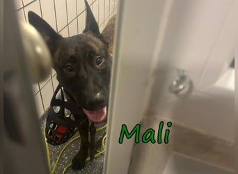 Mali geb 03/2021 (in Deutschland) - X-Herder/Malinois sucht erfahrene Menschen mit Herz und Verstand