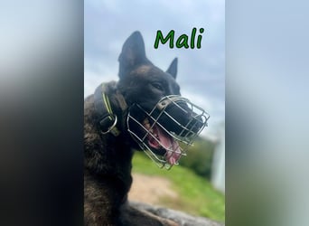 Mali geb 03/2021 (in Deutschland) - X-Herder/Malinois sucht erfahrene Menschen mit Herz und Verstand