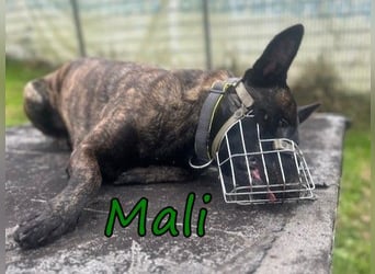 Mali geb 03/2021 (in Deutschland) - X-Herder/Malinois sucht erfahrene Menschen mit Herz und Verstand
