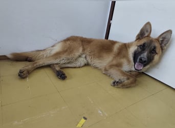 Boris ein wunderhübscher gutmütiger Rüde