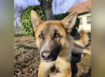 Boris ein wunderhübscher gutmütiger Rüde