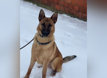 Saba eine treue Seele