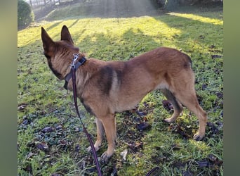 Asher ein Bildhübscher