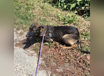 Linda ein Traumwesen
