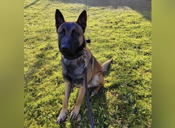 Asher ein Bildhübscher