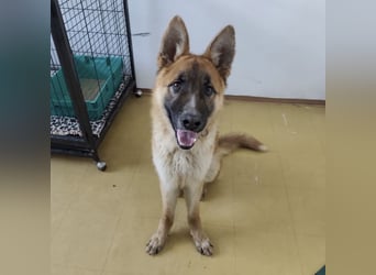 Boris ein wunderhübscher gutmütiger Rüde