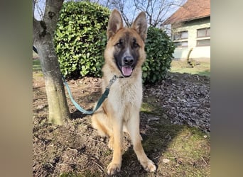 Boris ein wunderhübscher gutmütiger Rüde