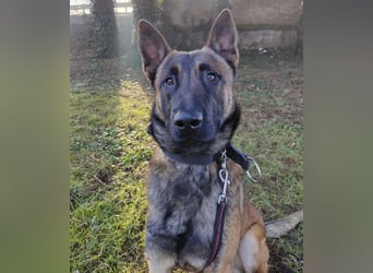 Asher ein Bildhübscher