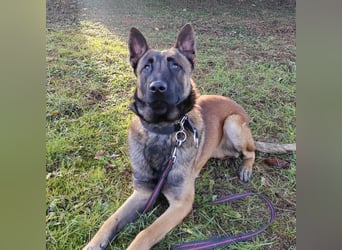 Asher ein Bildhübscher